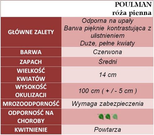 Poulman róże pienne gł. zal